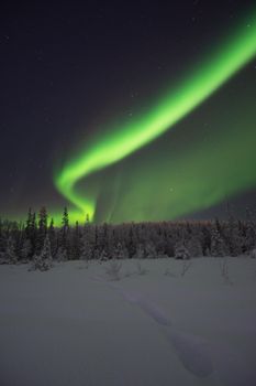 Stunning aurora borealis illuminating the night sky over a snowy forest in Murmansk, Russia.