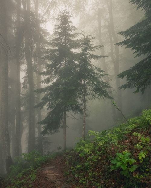 Free Serene mist-covered forest with conifer trees in Krasnodar Krai, Russia. Stock Photo