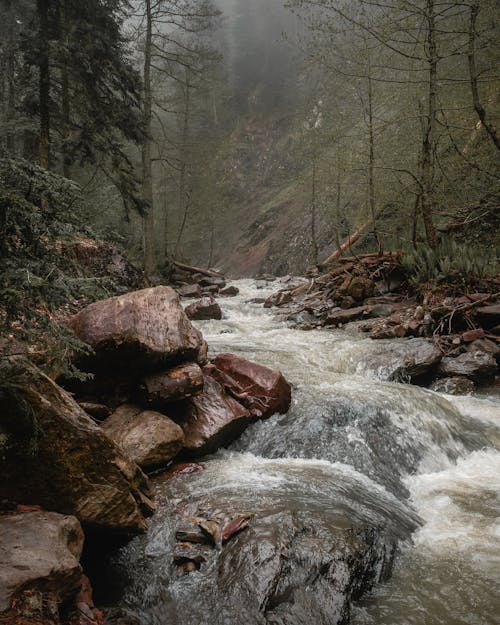 Free A Water Creek Flowing Through Rocks in the Middle of  the Forest Stock Photo