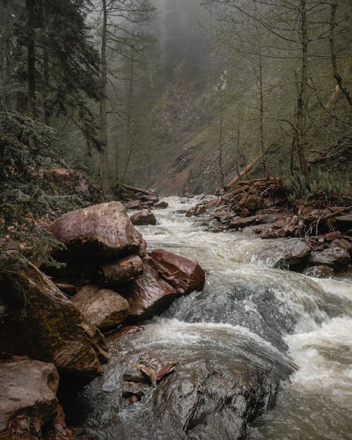 A Water Creek Flowing Through Rocks in the Middle of  the Forest