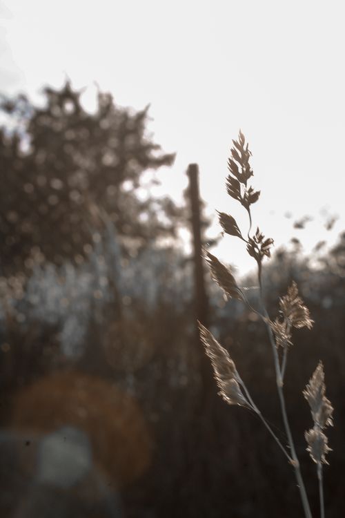 Free Sunlit close-up of grass with bokeh effect in a natural setting, creating a serene mood. Stock Photo
