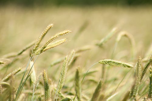 Imagine de stoc gratuită din a închide, agricultură, câmp