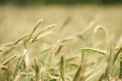 Free Close-up of ripe rye spikes in a field during summer. Stock Photo