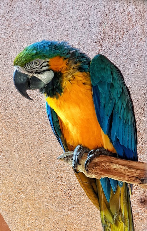 Free Parrot Sitting on Branch Outdoors Stock Photo