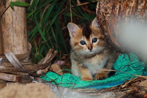 Gratis stockfoto met baby, beest, buitenshuis