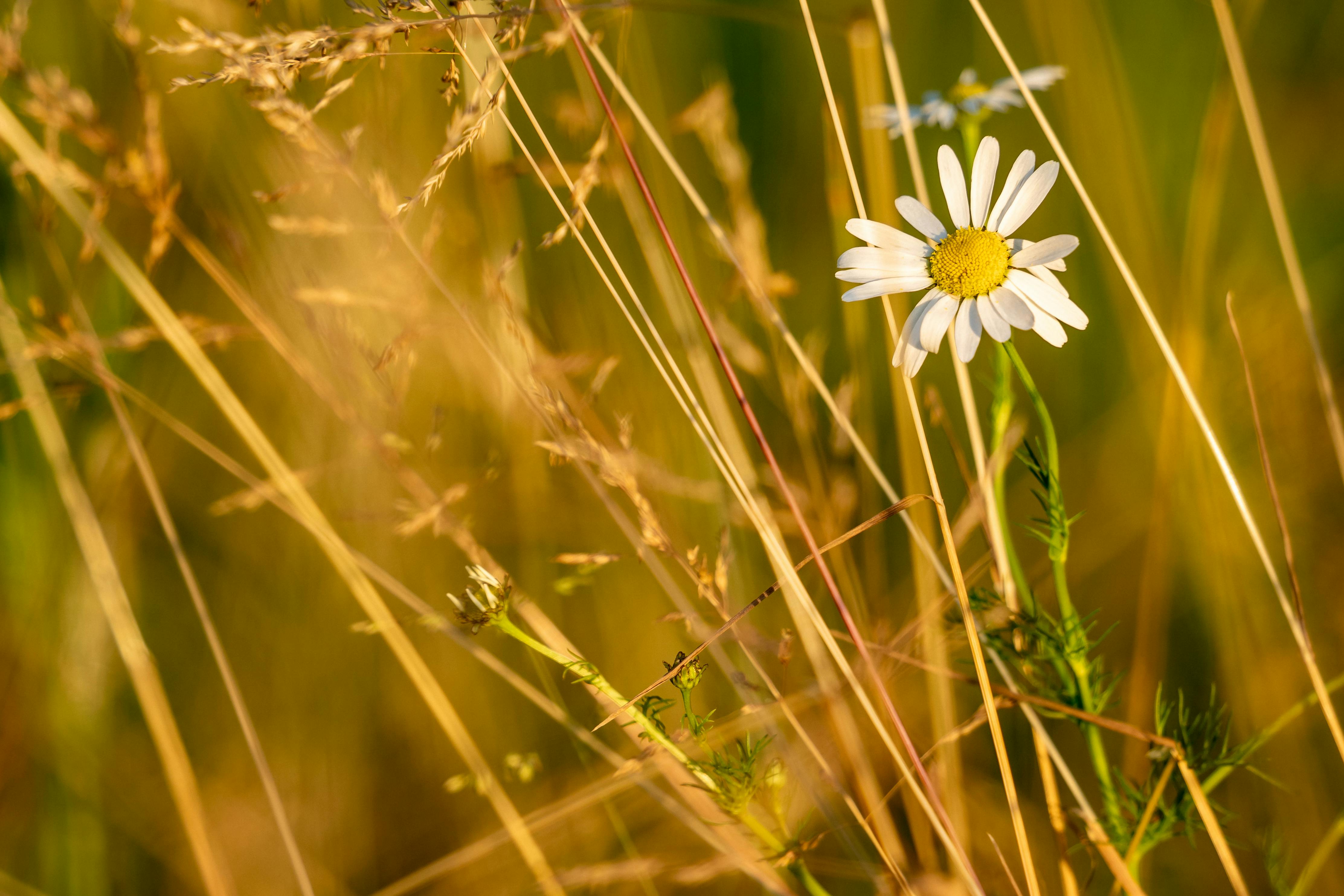 White Daisy Flower - Hoa cúc trắng: Với vẻ đẹp tinh khiết và thanh lịch, hoa cúc trắng tượng trưng cho sự trong trắng, tình yêu và trung thực. Khung hình hoa cúc trắng sẽ mang đến cho bạn cảm giác đầy lãng mạn và tình cảm, giúp bạn thư giãn mỗi khi nhìn vào màn hình máy tính.