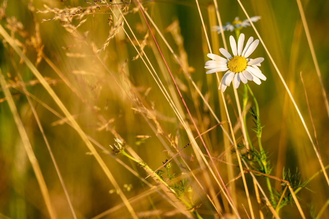 Hoa cúc trắng là một trong những loài hoa được yêu thích nhất. Hình ảnh hoa cúc trắng nở rộ sẽ mang đến cho bạn một cảm giác tươi mới, thanh tịnh và vô cùng hài hòa. Hãy thưởng thức hình ảnh này để tràn đầy năng lượng tích cực vào mỗi ngày của bạn.