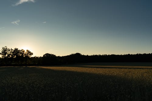 A Grassy Field during Sunset