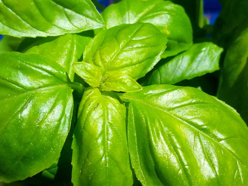 Histoire et philosophie du karate