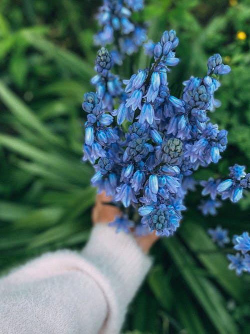 Free Person Holding Blue Flowers Stock Photo
