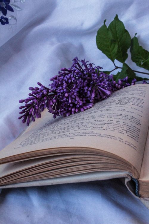 Free Beautiful purple lilac blossoms placed on the pages of an open book with a soft background. Stock Photo