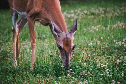 Free A deer grazes peacefully in a lush green meadow filled with wildflowers, showcasing serene wildlife. Stock Photo