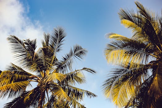 1000 interesting palm trees photos pexels free stock photos