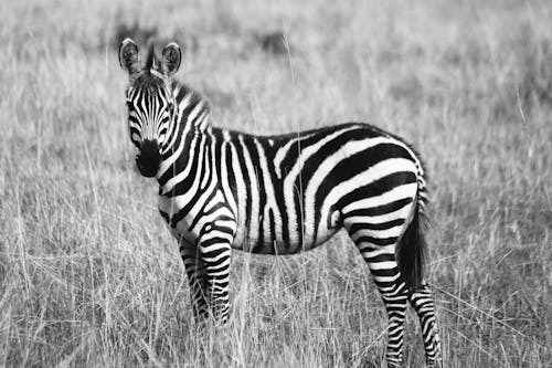 Fotografia Em Tons De Cinza De Zebra Em Pastagens