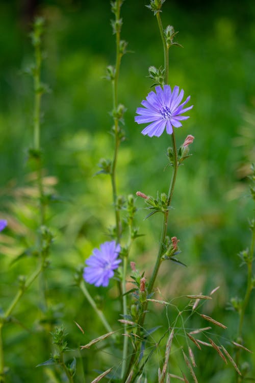 Close-Up Shot of a Purple Flower in Bloom