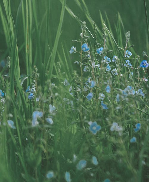 Imagine de stoc gratuită din câmp, floră, flori albastre