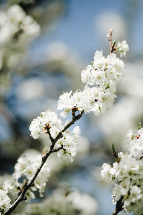 Gratis lagerfoto af fjeder, flora, hvide blomster