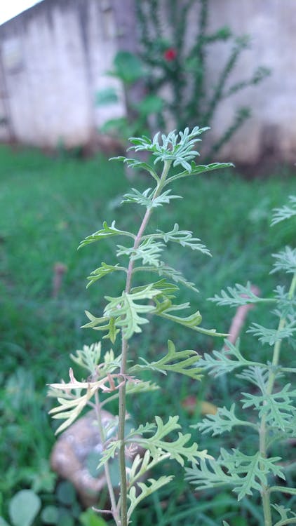 Effective Strategies for Supporting Dyslexia at Home