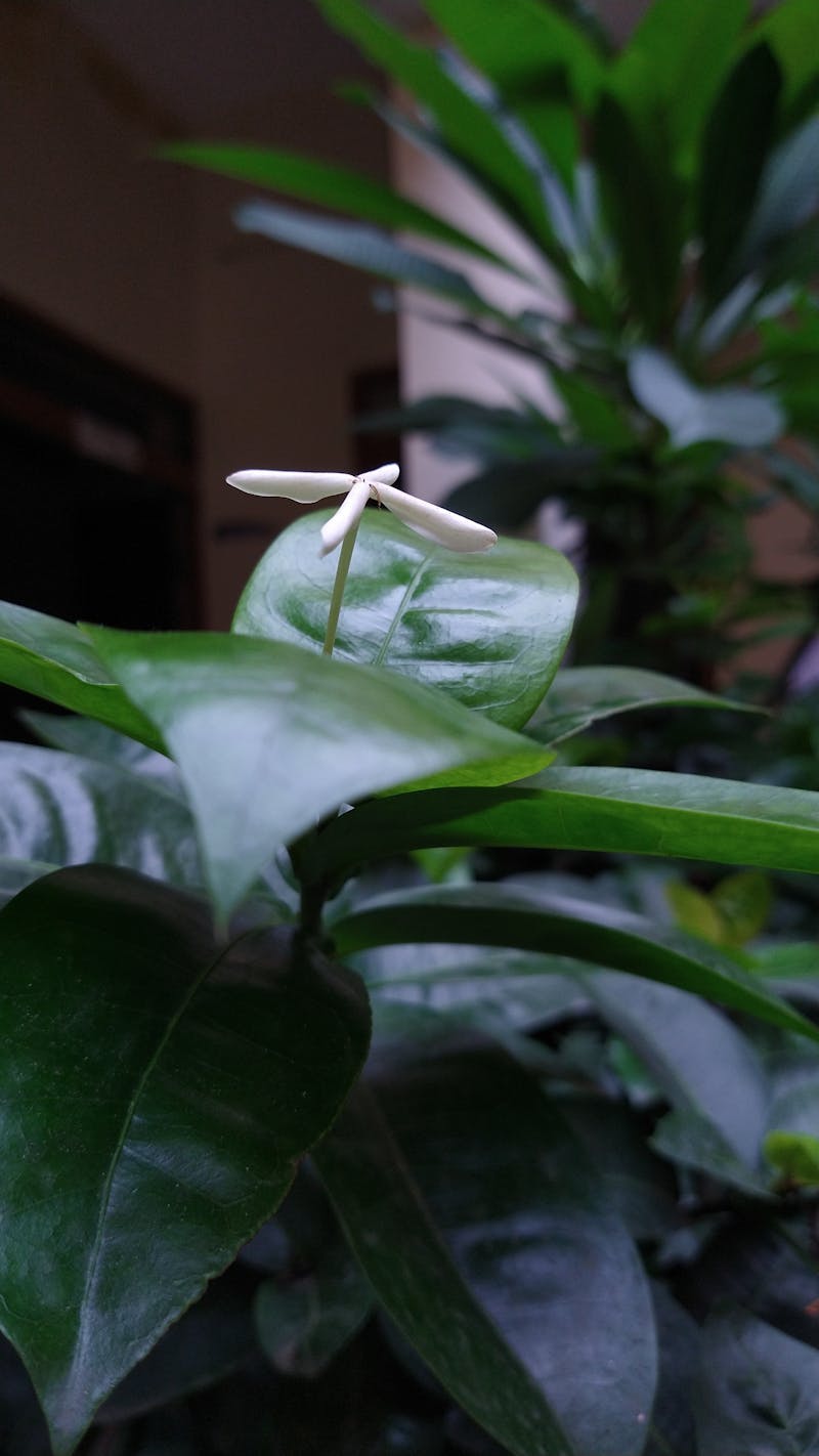 Spektakl teatralny "Czerwony Kapturek"