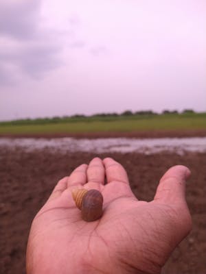 Miss Lisa - Mentor Bahasa Inggris