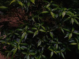 Bu Nina - Mentor Sains