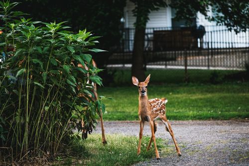 Free A deer fawn with spots stands near greenery in a park, looking curious. Stock Photo