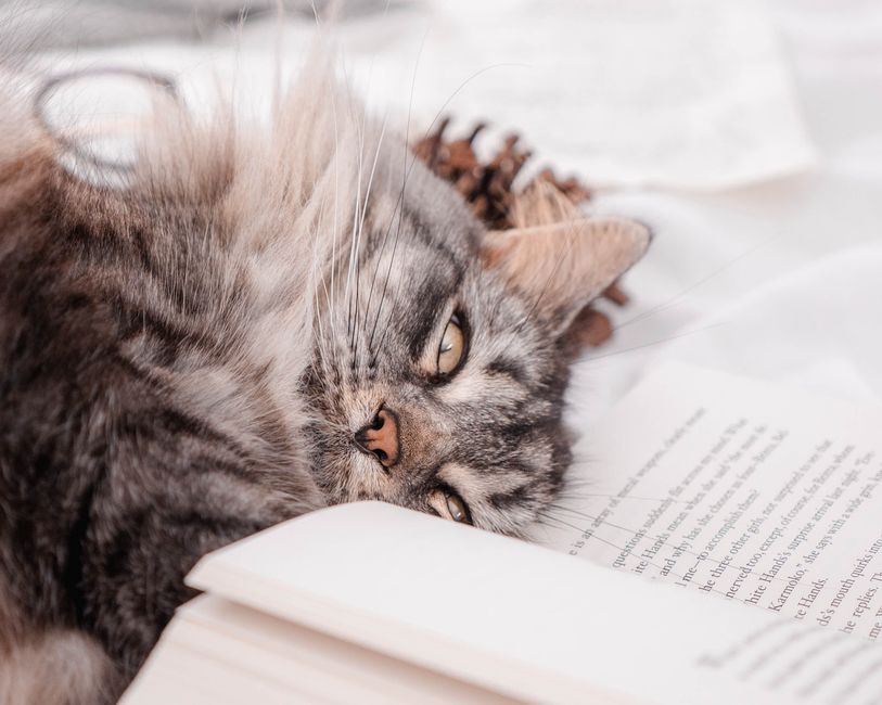 A peaceful tabby cat lounging on an open book, exuding calm and relaxation.