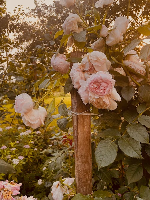 Free Garden Roses in Bloom Stock Photo