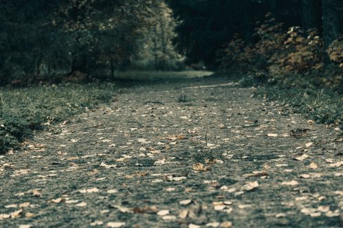 Free A tranquil forest pathway covered with fallen autumn leaves, evoking a peaceful and introspective mood. Stock Photo