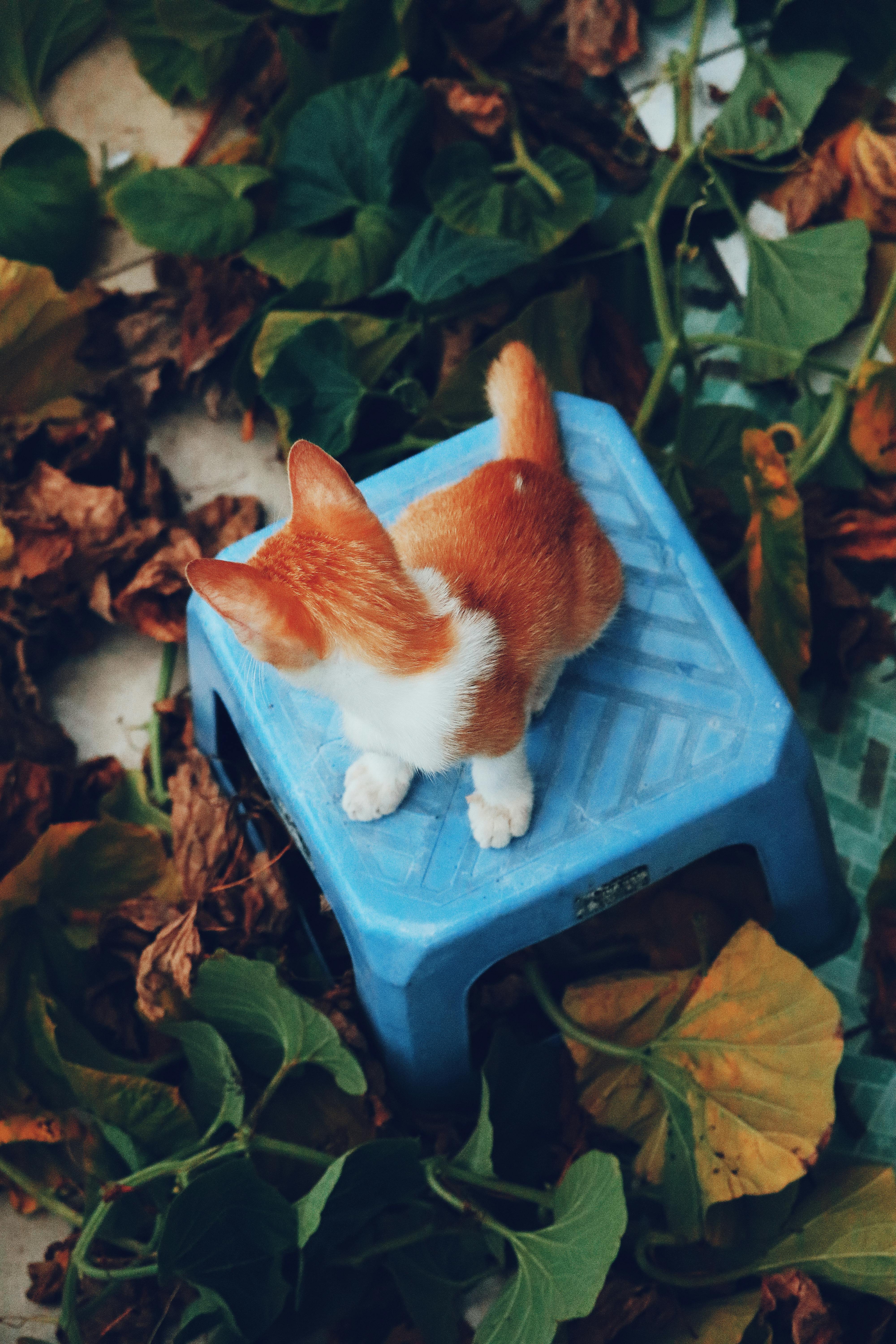 A charming orange tabby cat sits atop a blue plastic stool amidst fallen leaves.