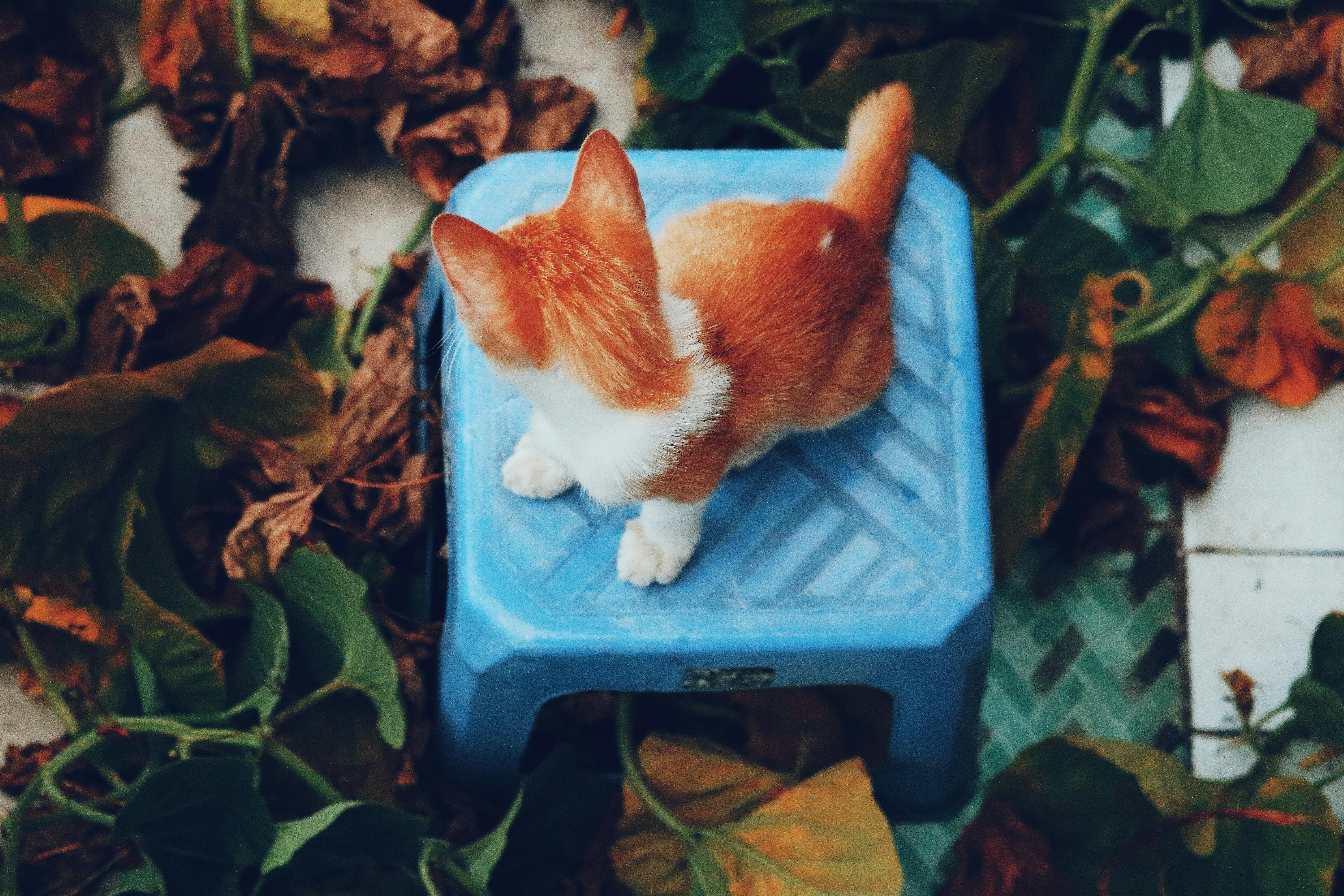 Learn Tips For Pet Safety During Burlington County Animal Shelter’s Family Safety Day Open House — Photo by Tường Chopper on 