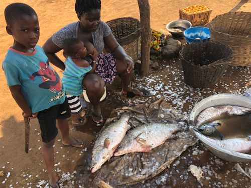 Free A family in Kpando, Ghana, preparing fresh fish outdoors in a rural setting. Stock Photo