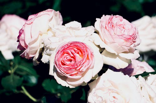 Close-Up of Pink Roses