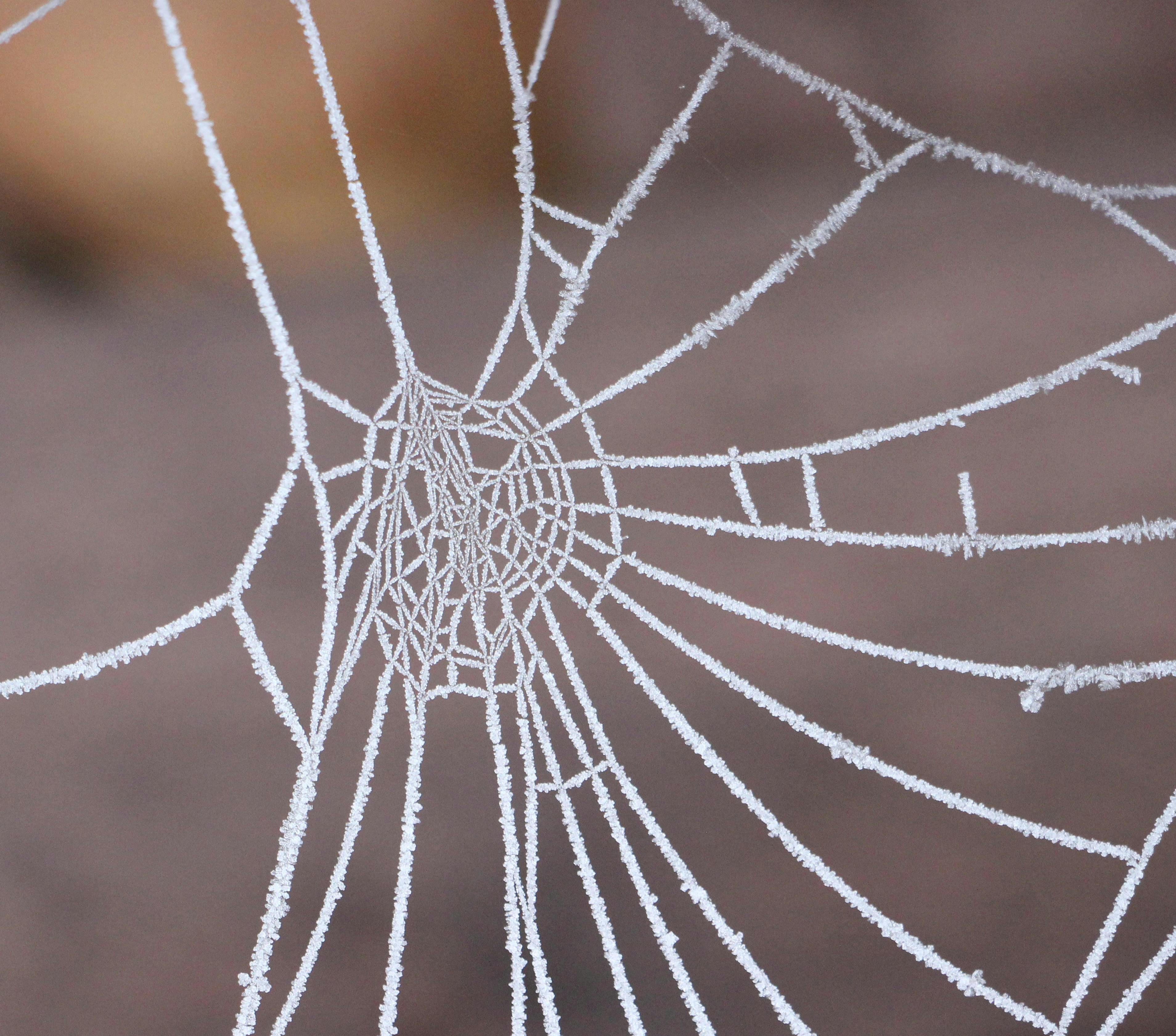 spider web