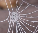 特写镜头捕捉到了覆盖着精致霜冻的蜘蛛网，展现了冬天的美丽