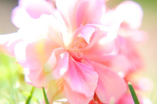 çiçek içeren Ücretsiz stok fotoğraf