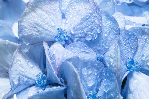 Free Macro Shot of Dewdrops on Blue Flowers in Bloom Stock Photo