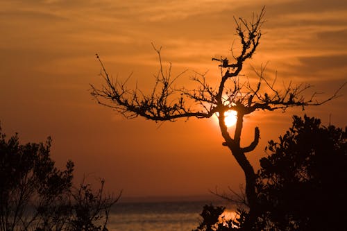 Free Silhouette of a Tree during Sunset Stock Photo