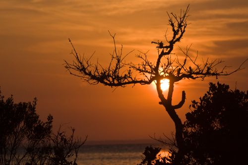 Free Silhouette of a tree against a vibrant sunset over water in Florida, creating a dramatic scenic view. Stock Photo