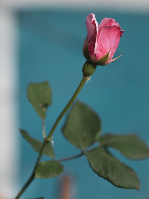 Foto profissional grátis de baseado, close-up, flor