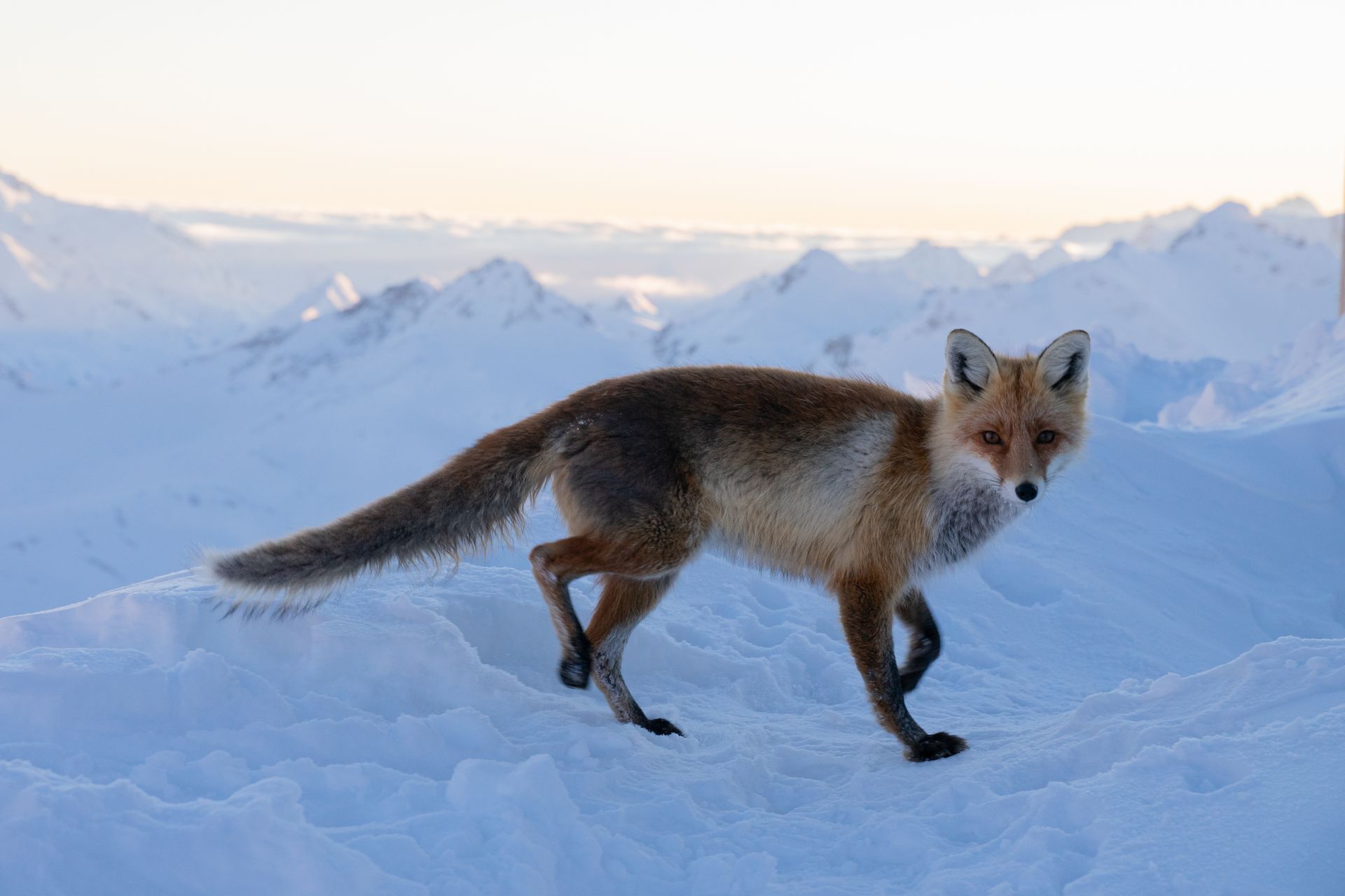 A Red Fox on the Snow