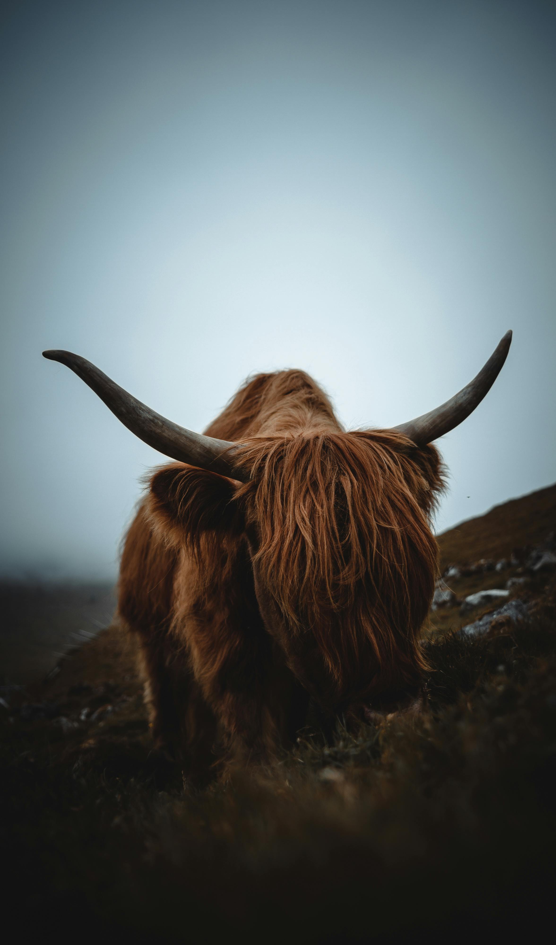 8,484+ Best Free Highland cattle Stock Photos & Images · 100% Royalty ...