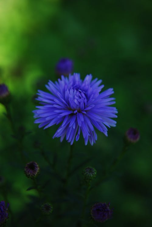 Blue Flower in Close Up Photography