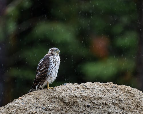 Free Close-up of a Hawk in Blurred Background Stock Photo