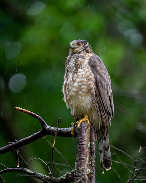 Photos gratuites de accipitridés, aviaire, branche d'arbre