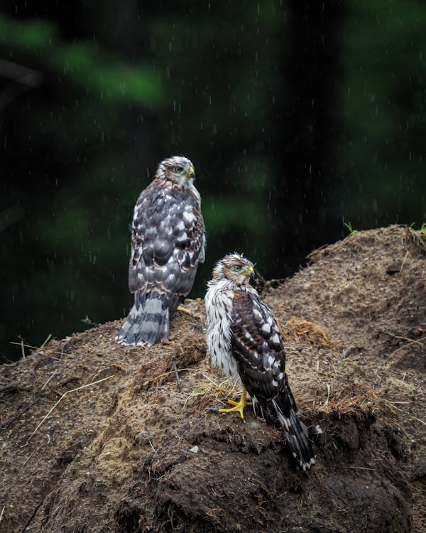 Close-up of Two Hawks