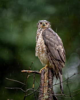 Close-up of a hawk perched on a tree branch in rainy weather, showcasing its striking plumage.