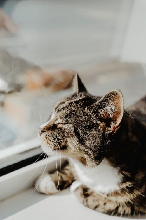 Free A close-up of a tabby cat enjoying the warmth of sunlight through a window. Stock Photo