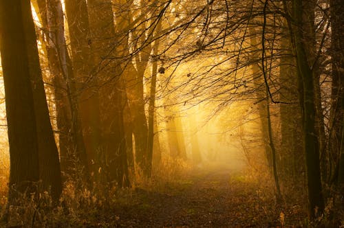 Branches of Trees in the Pathway in the Forest