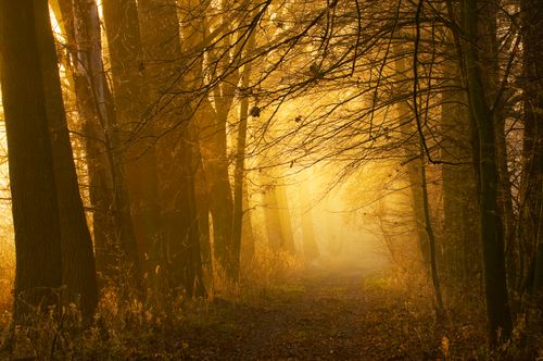Free A serene forest pathway illuminated by warm, golden sunlight during fall. Stock Photo